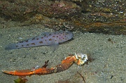 Thorogobius-ephippiatus-Maja brachydactyla Belle ile Basse Badec-14m-20160702-Denis-ADER-DSC_8557_tn